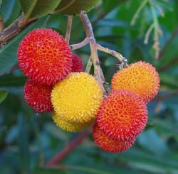 Arbousier / Arbutus unedo